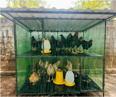 （写真：事業で提供した資材でつくった鶏小屋）